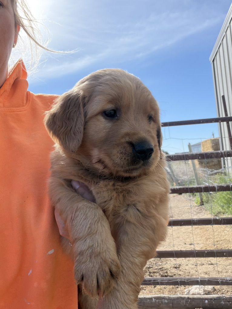 AKC Golden Retriever Puppies!!