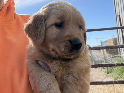 AKC Golden Retriever Puppies!!