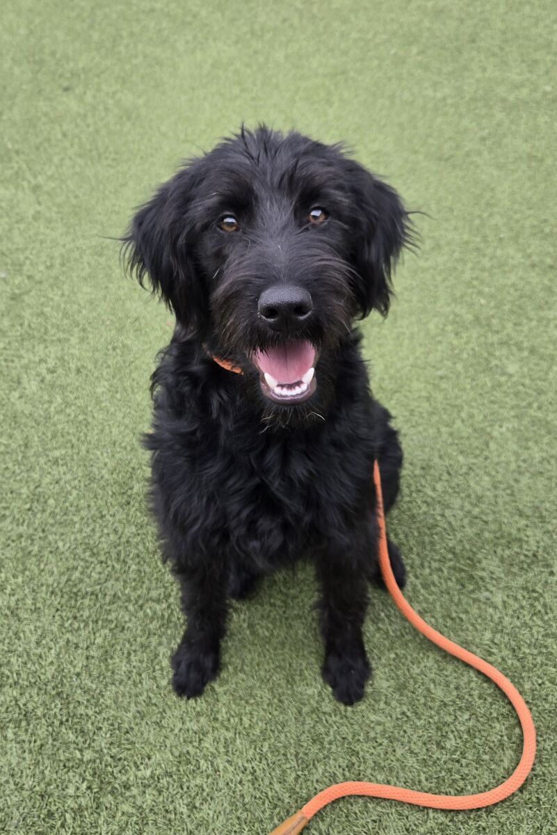 A159991 Furb is Available for Adoption!