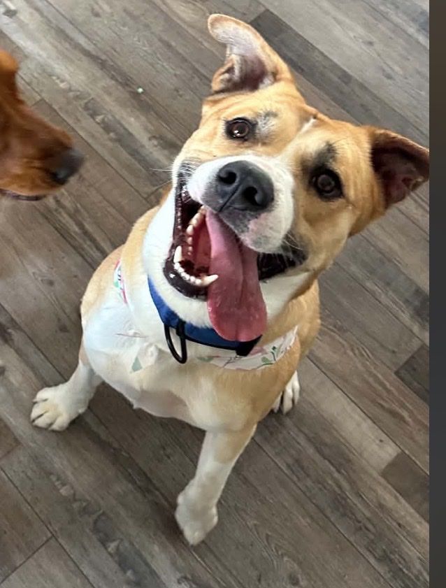 Pit mix