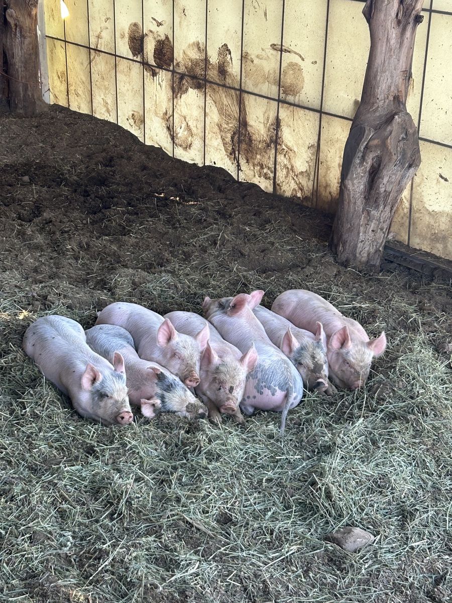 Soy free weaner pigs