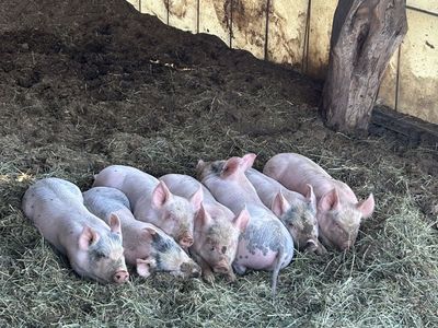 Soy free weaner pigs