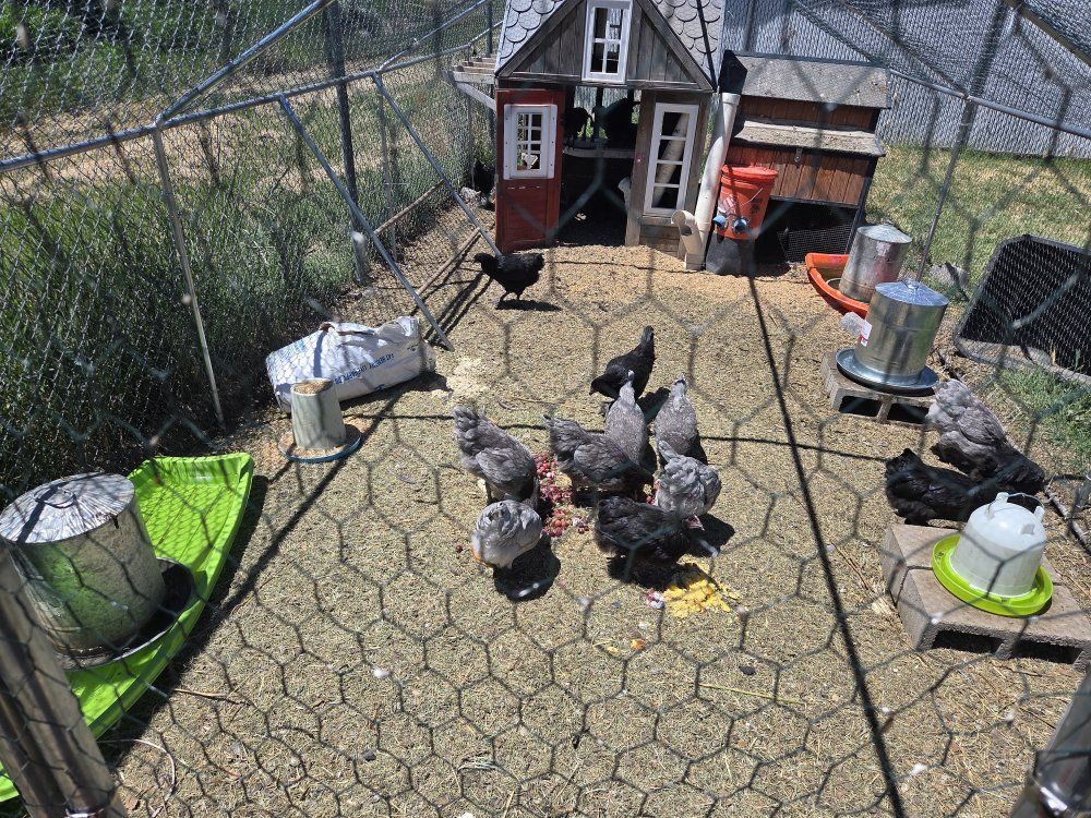 Premium Breed Laying Hens