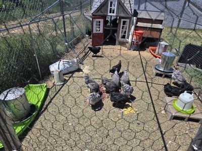 Premium Breed Laying Hens