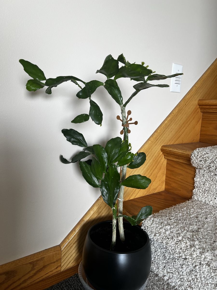 28” Tall Beautiful Cactus Tree