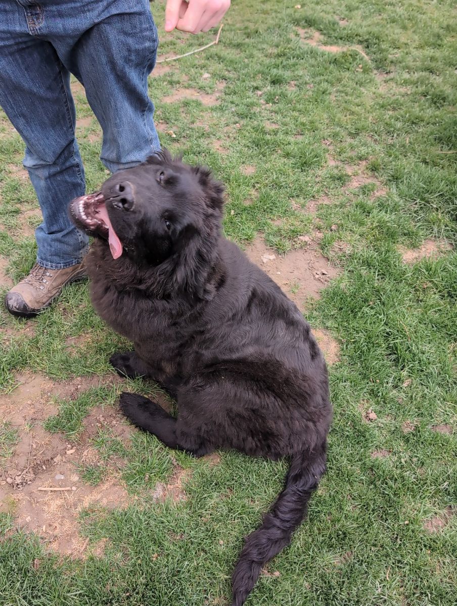 AKC Newfoundland Male – 4.5 Months Old – Well Started – $1,500