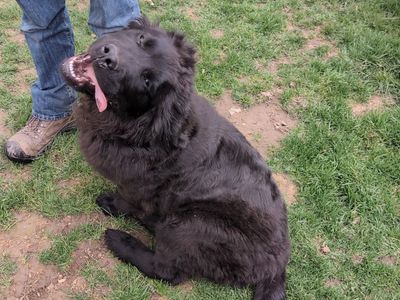 AKC Newfoundland Male – 4.5 Months Old – Well Started – $1,500