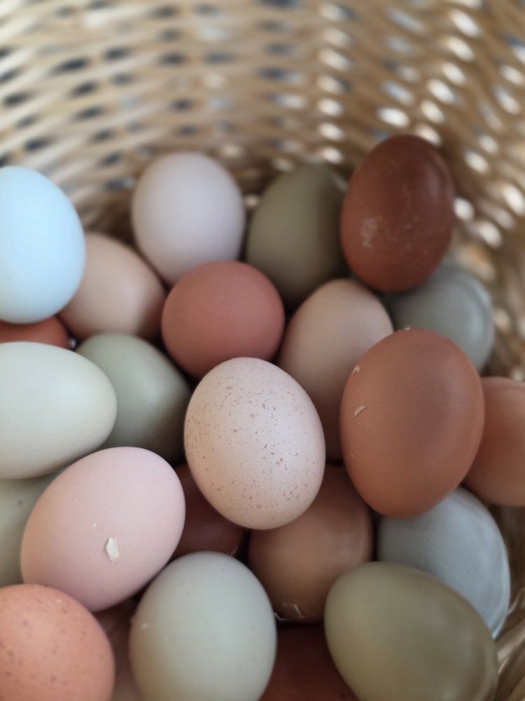 Farm freshColorful Eggs 