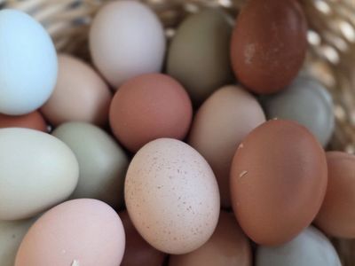 Farm freshColorful Eggs