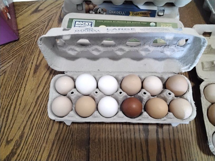 Fresh Farm Eggs - free range chickens