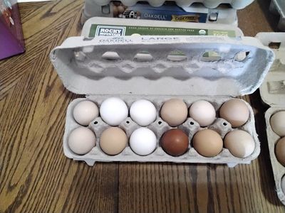 Fresh Farm Eggs - free range chickens