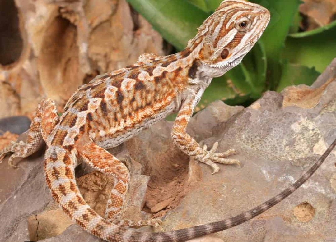 Baby bearded dragon