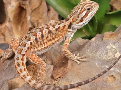 Baby bearded dragon