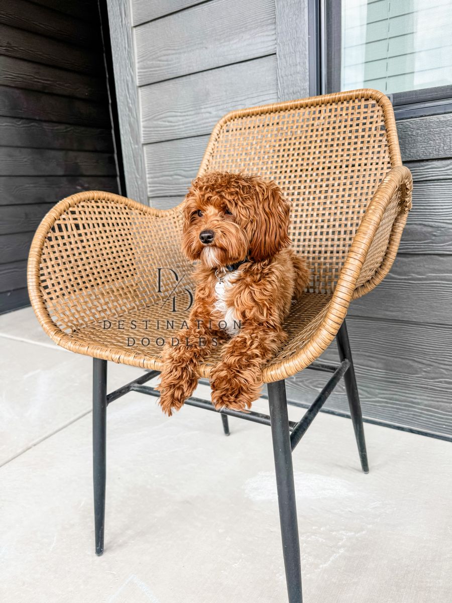Unicorn Micro Goldendoodle 5lbs -/- FF Ssp