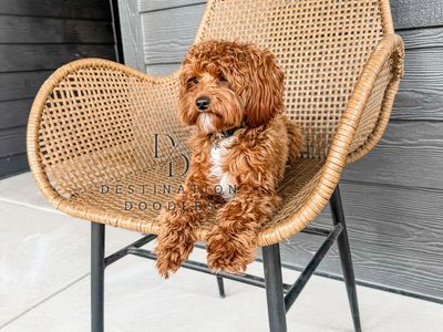 Unicorn Micro Goldendoodle 5lbs -/- FF Ssp