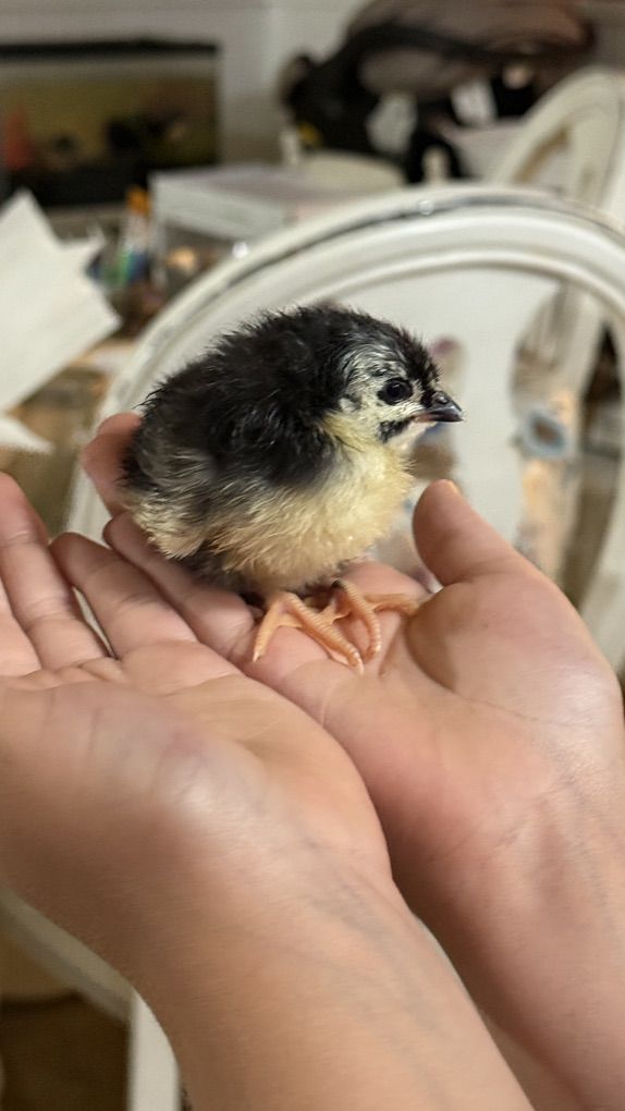 Day Old Chicks- Barnyard Mix!