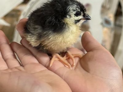 Day Old Chicks- Barnyard Mix!