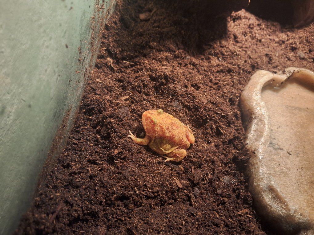 pacman frog and tank