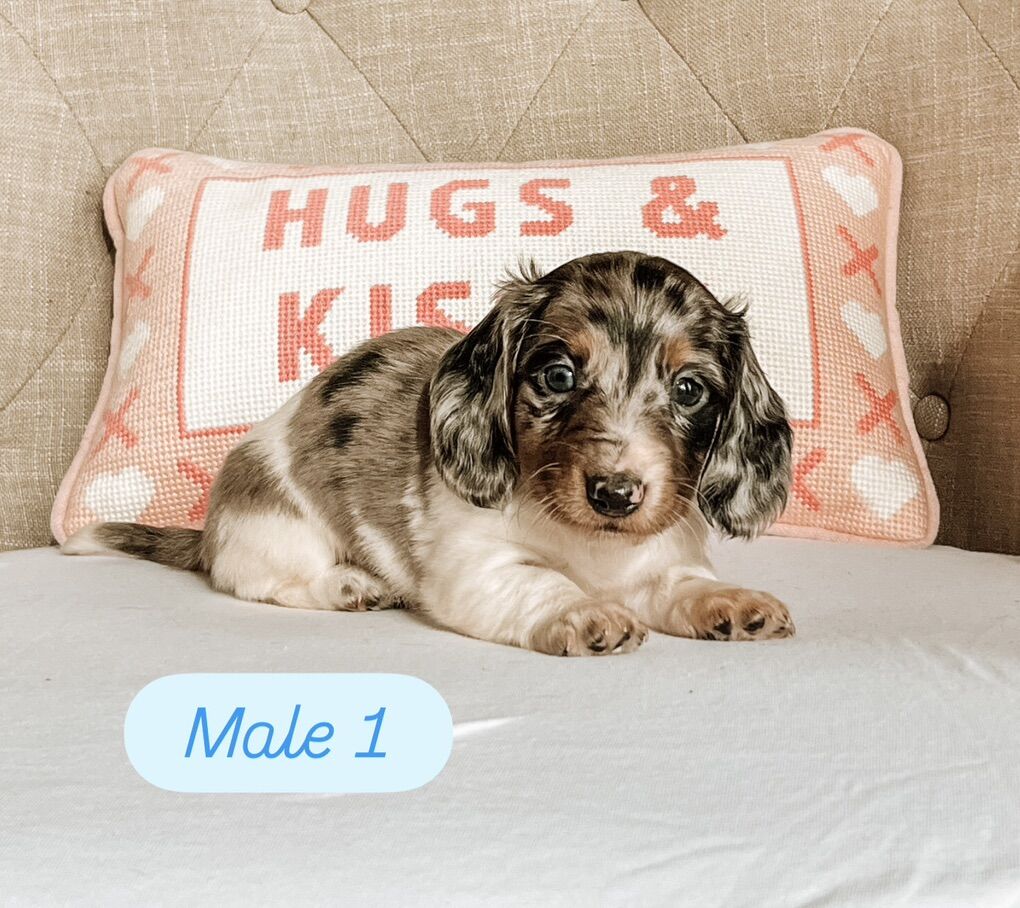 Miniature Dachshund Puppies