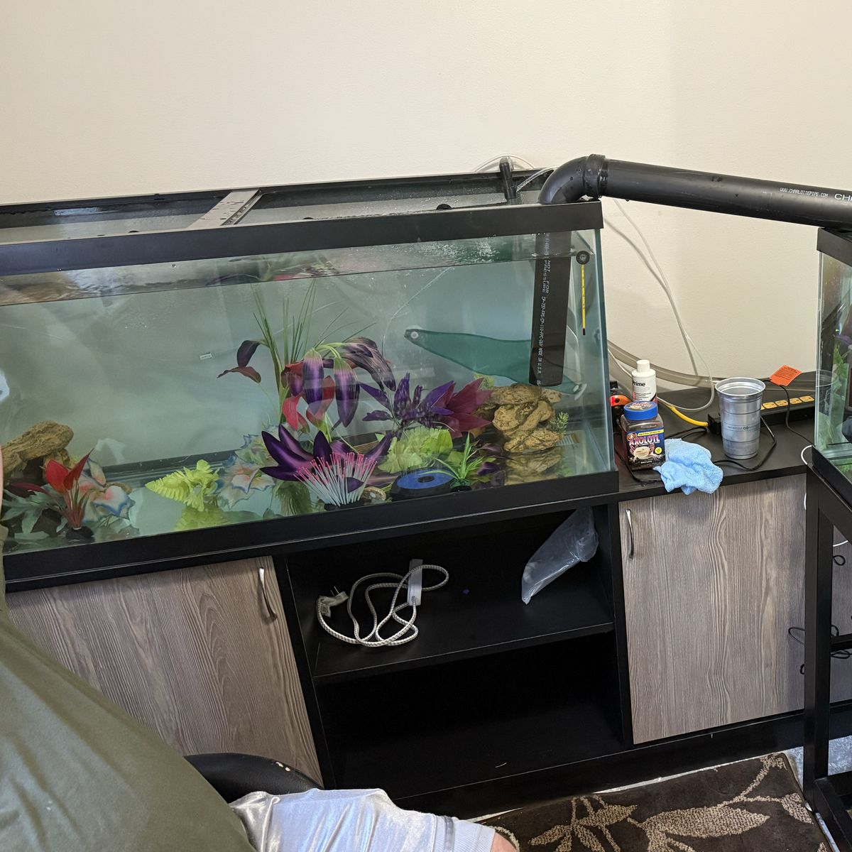 Axolotls And Full Set Up