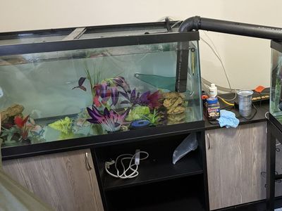 Axolotls And Full Set Up