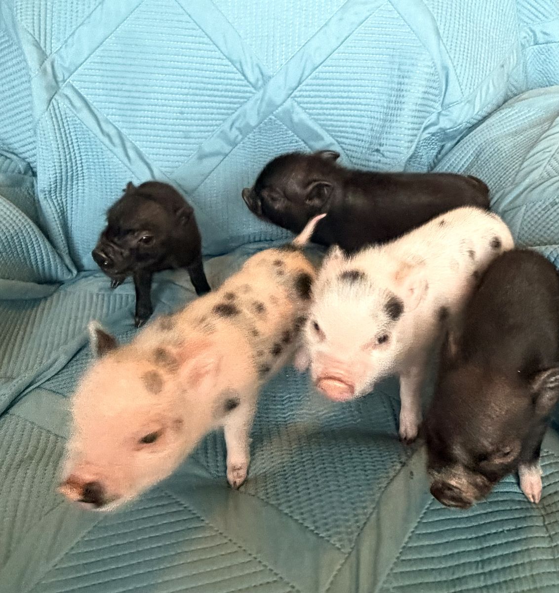 Miniature Juliana piglets