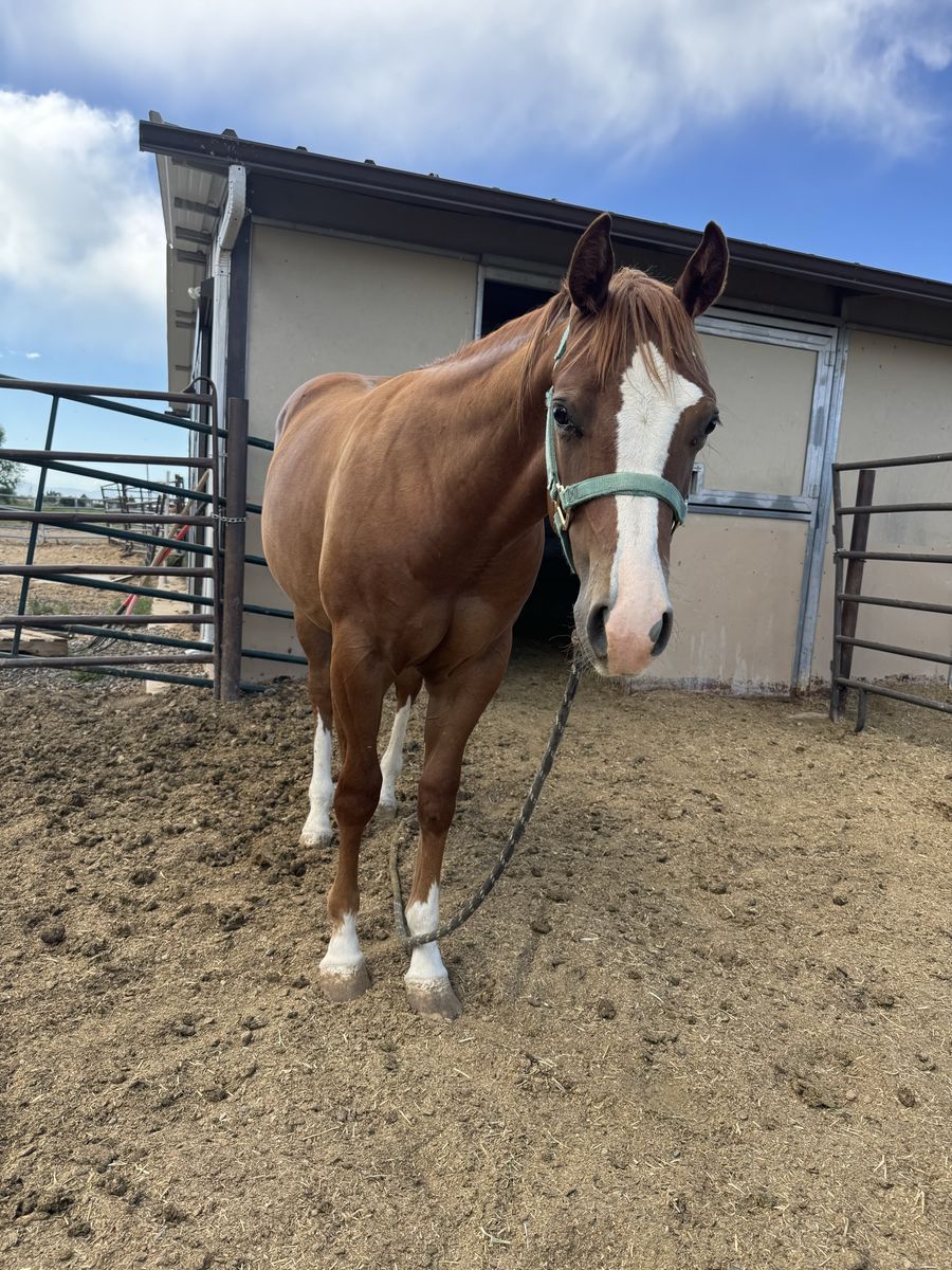 AQHA yearling colt-with chrome!!