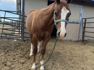AQHA yearling colt-with chrome!!