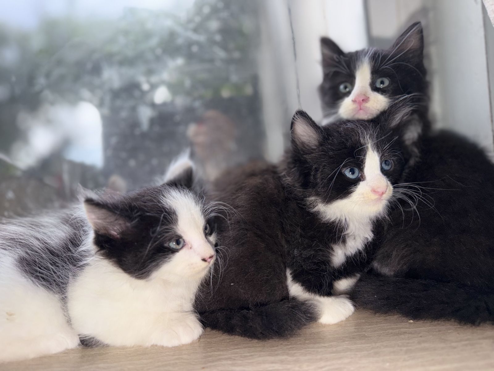 Black and White Fluffy Kittens