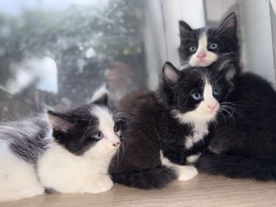 Black and White Fluffy Kittens