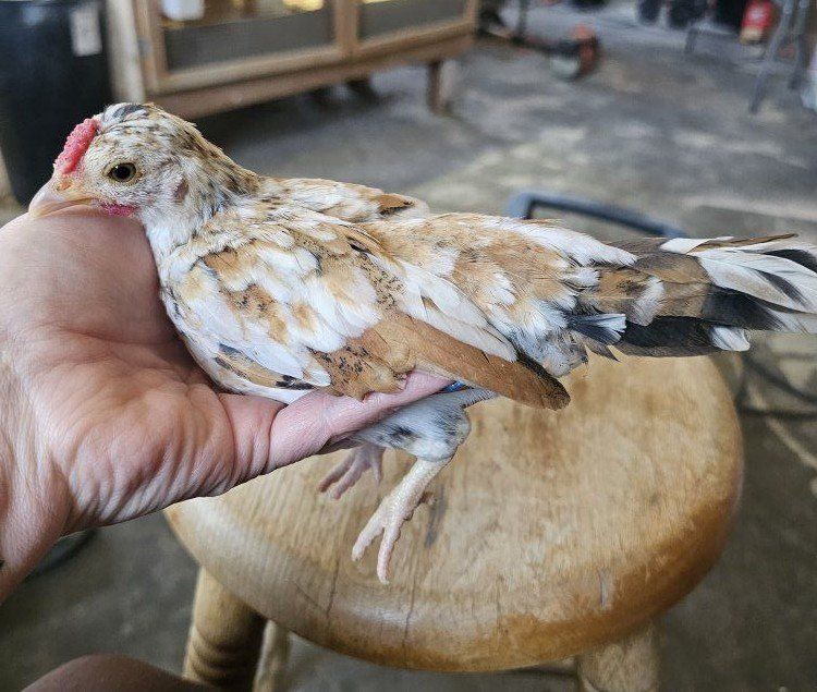 PR Kikiriki sexed chicks