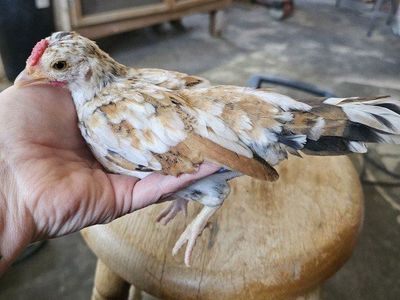 PR Kikiriki sexed chicks