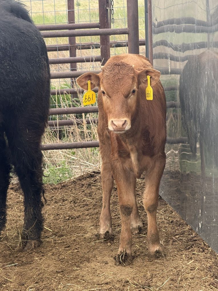 Tie Down Calf