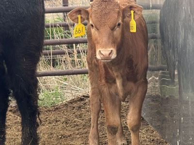 Tie Down Calf