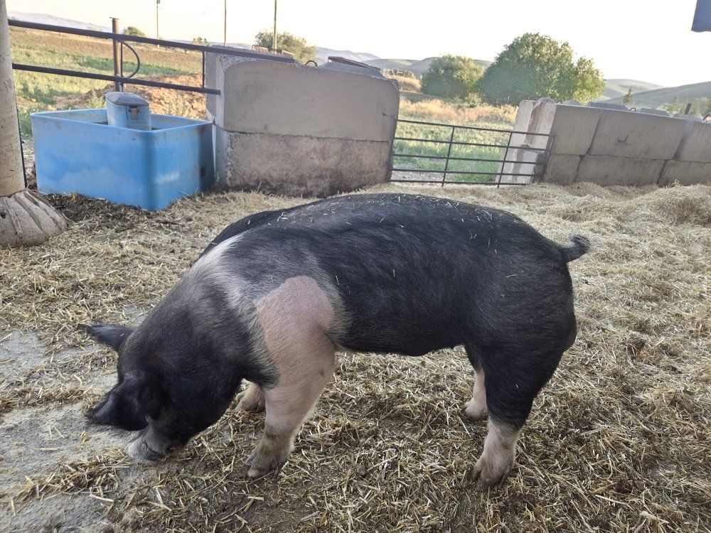 Boar