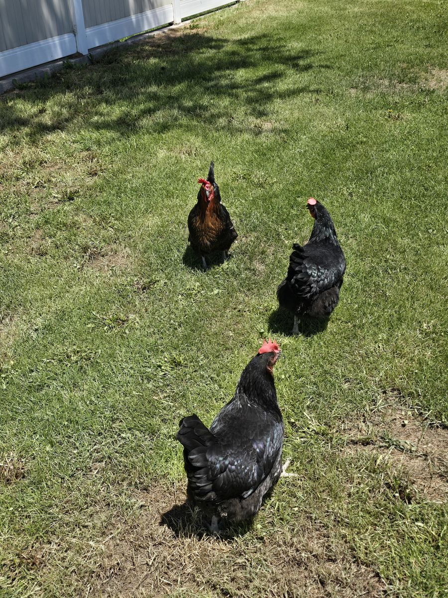 Free Chickens (Hens)