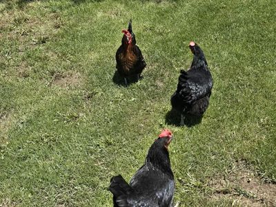 Free Chickens (Hens)