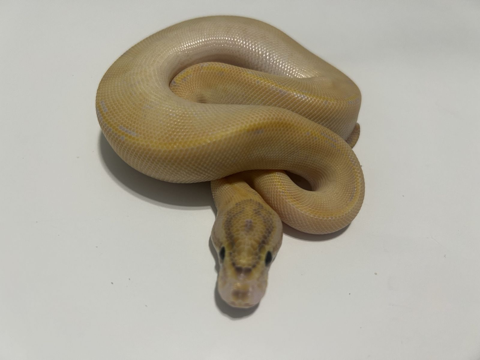 Yellow Ball Python Snake #40