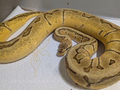 OD Enchi LemonBlast Het Pied pos YB
