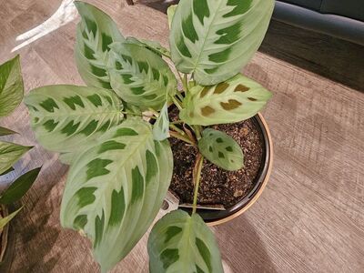 Maranta Plant