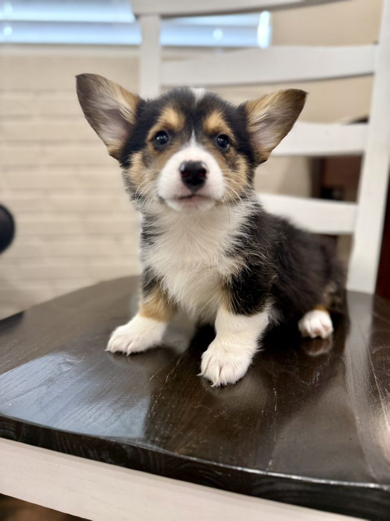 AKC Pembroke Welsh Corgi Puppies