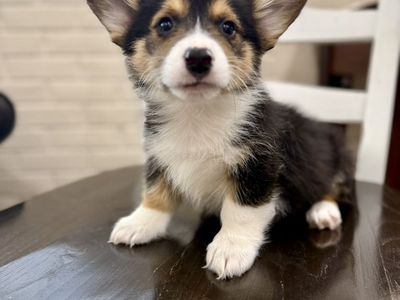 AKC Pembroke Welsh Corgi Puppies