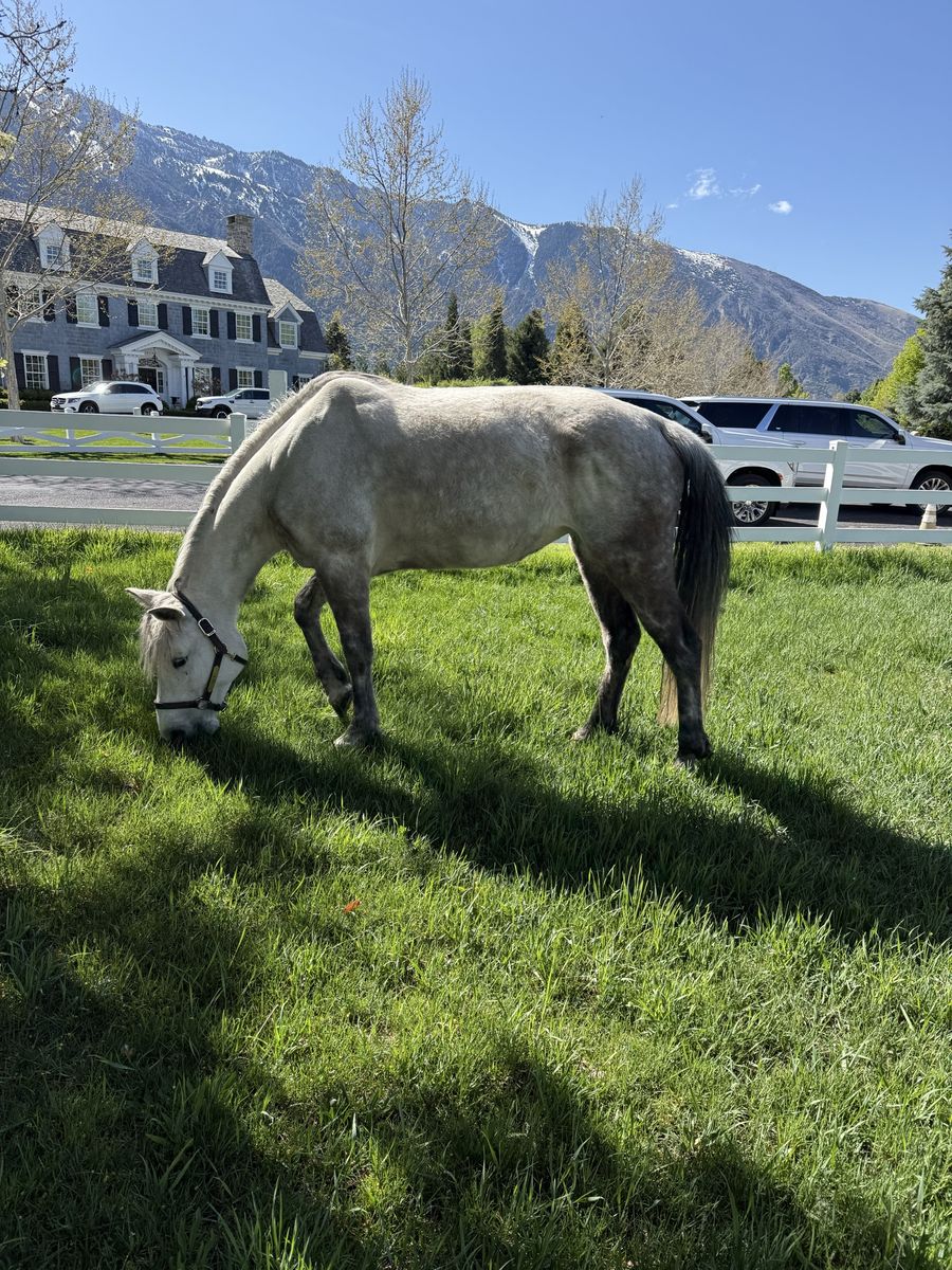 Registered Missouri Fox Trotter Mare