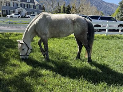 Registered Missouri Fox Trotter Mare
