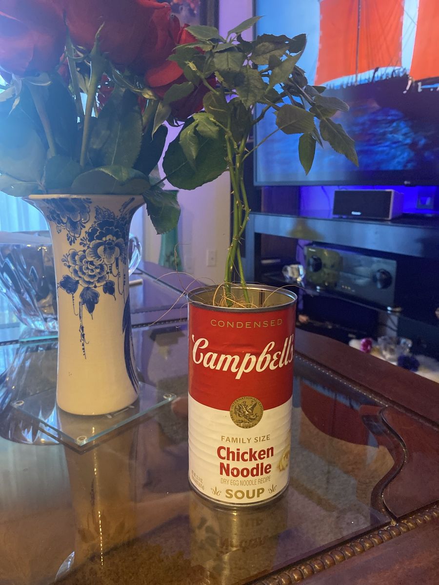 Unique Campbell's Chicken Noodle Soup Can Planter with Rose plant