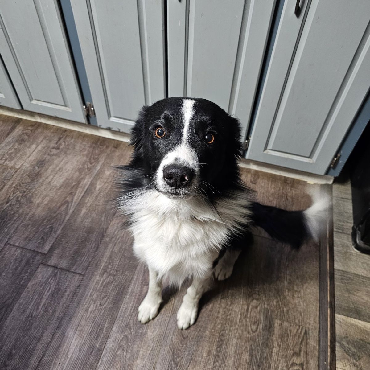 Dog (Collie / Aus Shepherd) boy 1yr 10m