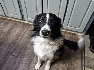 Dog (Collie / Aus Shepherd) boy 1yr 10m