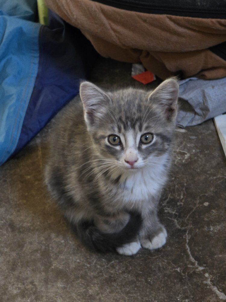 Feral Kitten