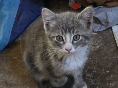 Feral Kitten