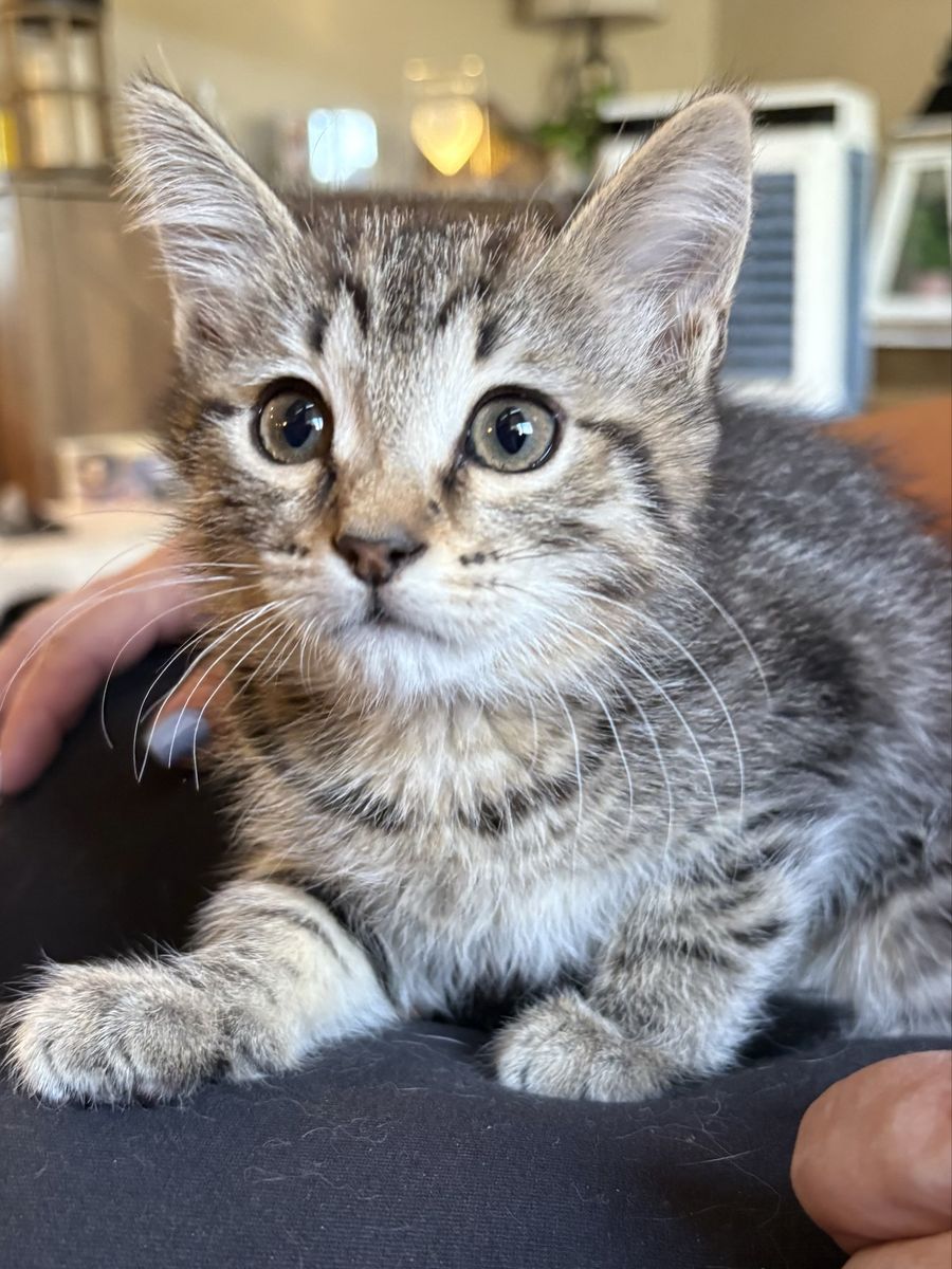 Sweet Tabby Female Kitten